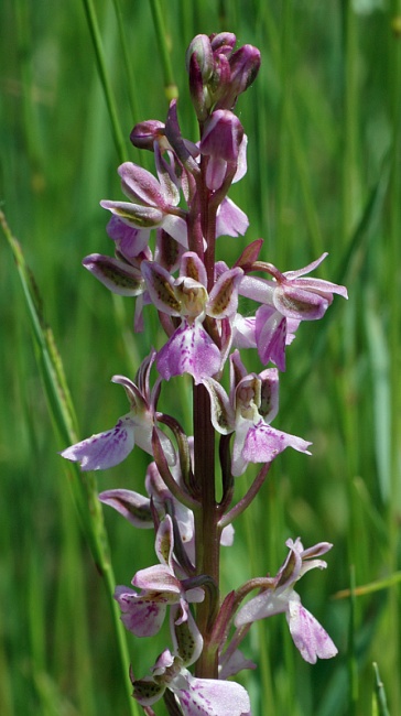 Orchis patens, archivio fotografico